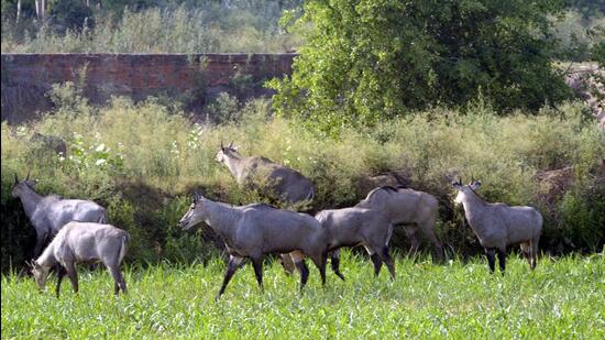A nilgai herd in Duhai graz on forest land in Ghaziabad on May 19. The officials said a majority of land under Ghaziabad’s reserved forest have prosopis juliflora (vilayti kikar) which is primarily planted for improving the quality of barren lands. (Sakib Ali/HT Photo)