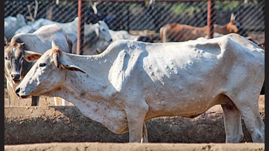 Lumpy skin disease is an infectious disease caused among cattle by lumpy virus. (PTI File Photo)