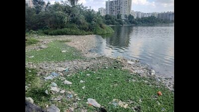 Around three to four tonnes of dead fish were seen floating on the banks of the Jambhulwadi Lake recently. (Ravindra Joshi/HT PHOTO)
