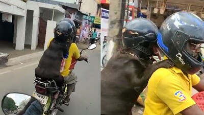 Dog sporting helmet with human. (Twitter/@ Mohammed Nayeem) Dog sporting helmet with human. (Twitter/@ Mohammed Nayeem)