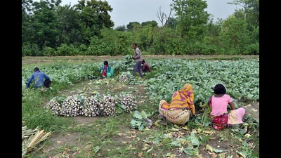 Farmers harvest Kohlrabi vegetables in the field, on the outskirts of Jammu. (ANI) Farmers harvest Kohlrabi vegetables in the field, on the outskirts of Jammu. (ANI)