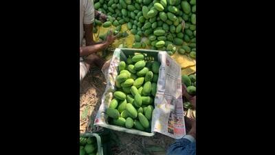 Mangoes being packed by farmers in Malihabad (HT Photo) Mangoes being packed by farmers in Malihabad (HT Photo)