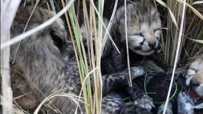 Namibian cheetah Jwala, earlier known as Siyaya, gave birth to four cubs on March 27. (File) Namibian cheetah Jwala, earlier known as Siyaya, gave birth to four cubs on March 27. (File)
