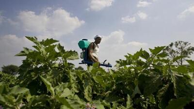 The total area under natural farming in the state is around 50,000 acres so far. The target is to bring an additional 30,000 acres under natural farming in 2023-24. (File photo) The total area under natural farming in the state is around 50,000 acres so far. The target is to bring an additional 30,000 acres under natural farming in 2023-24. (File photo)