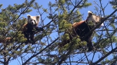 The image shows a red panda perched on a tree branch. (Twitter/@KirenRijiju) The image shows a red panda perched on a tree branch. (Twitter/@KirenRijiju)