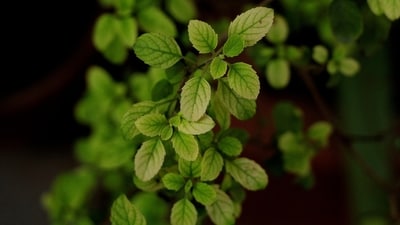 Basil: Basil contains high levels of vitamin K and magnesium. While magnesium promotes blood flow to the heart and relaxes the blood vessels, vitamin K prevents the build- up of cholesterol in the walls of your blood vessels. This helps in the treatment of cardiac disorders as well as chest pain. (Image by Bhushir Kachchhi from Pixabay ) Basil: Basil contains high levels of vitamin K and magnesium. While magnesium promotes blood flow to the heart and relaxes the blood vessels, vitamin K prevents the build- up of cholesterol in the walls of your blood vessels. This helps in the treatment of cardiac disorders as well as chest pain. (Image by Bhushir Kachchhi from Pixabay )