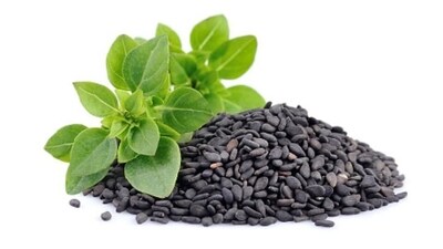 To find relief, consider the following remedies: chewing on 8-10 basil leaves, sipping basil tea, or extracting a teaspoon of basil juice and combining it with honey for consumption. (Unsplash) To find relief, consider the following remedies: chewing on 8-10 basil leaves, sipping basil tea, or extracting a teaspoon of basil juice and combining it with honey for consumption. (Unsplash)