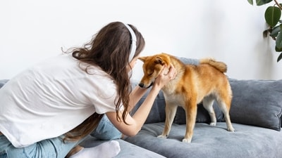 Ticks and fleas are not just a nuisance for our furry companions; they can also pose serious health risks. (Freepik ) Ticks and fleas are not just a nuisance for our furry companions; they can also pose serious health risks. (Freepik )