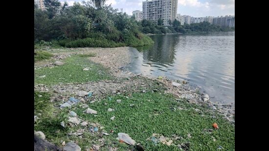 Around three to four tonnes of dead fish were seen floating on the banks of the Jambhulwadi Lake recently. (Ravindra Joshi/HT PHOTO)