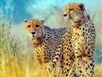 Cheetahs Elton and Freddie popularly known as Rockstars released in the wild in Kuno National Park.