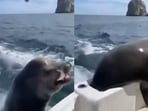 Seal steals fish from a moving boat.