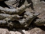 There are a number of crocodile farms around Siem Reap, the gateway city to the famed ruins of Angkor Wat.