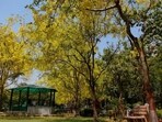 Amaltas trees in full bloom in Dwarka, New Delhi, on May 26. (Shivam Saxena/HT photo)