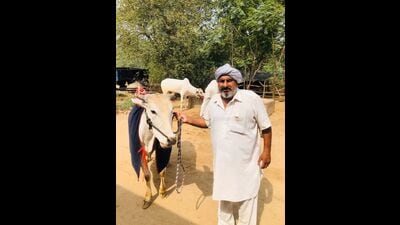 An aspiring Kila Raipur Games participant with his bullock. (HT Photo)
