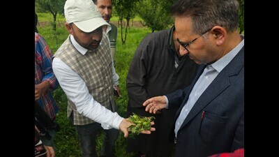 An official checking the damaged fruits in north Kashmir on Friday. (HT Photo) An official checking the damaged fruits in north Kashmir on Friday. (HT Photo)