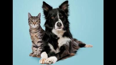 Are you a dog person or cat person? How about being an animal person instead. (Shutterstock) Are you a dog person or cat person? How about being an animal person instead. (Shutterstock)