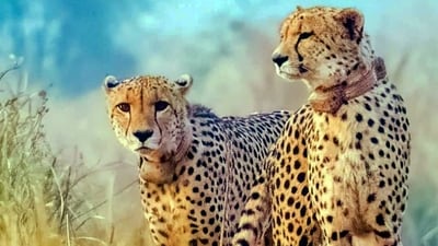Cheetahs Elton and Freddie popularly known as Rockstars released in the wild in Kuno National Park. (PTI) Cheetahs Elton and Freddie popularly known as Rockstars released in the wild in Kuno National Park. (PTI)