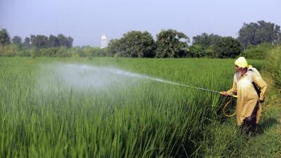 Patchy rains are likely to raise cultivation costs. (ANI) Patchy rains are likely to raise cultivation costs. (ANI)