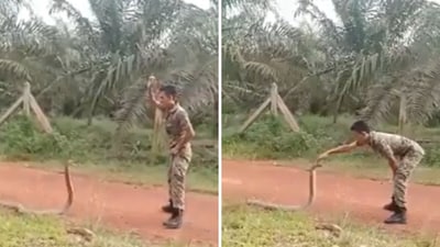 The image shows a man catching a cobra with bare hands. (Screengrab) The image shows a man catching a cobra with bare hands. (Screengrab)