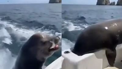 Seal steals fish from a moving boat. (Reddit/@BobBobberly) Seal steals fish from a moving boat. (Reddit/@BobBobberly)