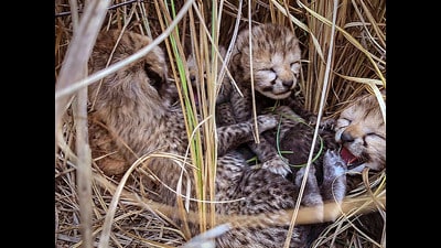 The cheetah cubs were born to Jwala, who was earlier named Siyaya, on March 27. (PTI) The cheetah cubs were born to Jwala, who was earlier named Siyaya, on March 27. (PTI)