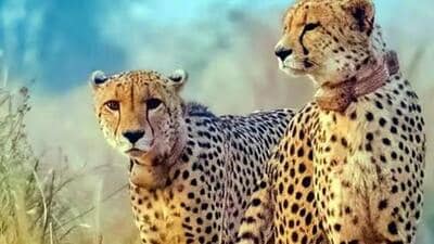 The current cheetah count at the Kuno National Park is 18 (File Photo)