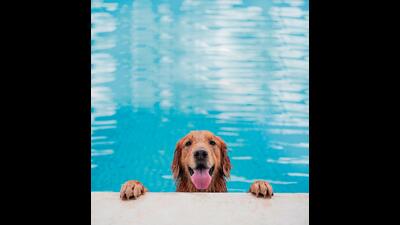 To help their pets beat the heat, NCR residents are taking their pets to several pool parties. (Photo: Shutterstock) To help their pets beat the heat, NCR residents are taking their pets to several pool parties. (Photo: Shutterstock)