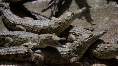 There are a number of crocodile farms around Siem Reap, the gateway city to the famed ruins of Angkor Wat. (AFP/ Representative image )