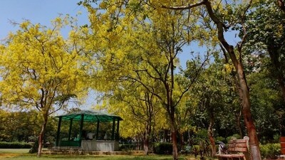 Amaltas trees in full bloom in Dwarka, New Delhi, on May 26. (Shivam Saxena/HT photo) Amaltas trees in full bloom in Dwarka, New Delhi, on May 26. (Shivam Saxena/HT photo)