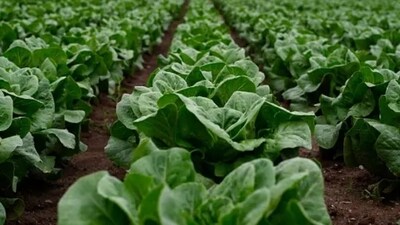Lettuce, cucumber and mint are some of the foot items that are a must in the daily diet. (Unsplash) Lettuce, cucumber and mint are some of the foot items that are a must in the daily diet. (Unsplash)