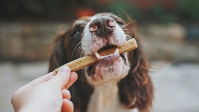 Dogs enjoy a wide variety of food but there are certain foods you should never feed them due to the potential for toxicity or harmful effects on their health. Here are some examples: (Unsplash) Dogs enjoy a wide variety of food but there are certain foods you should never feed them due to the potential for toxicity or harmful effects on their health. Here are some examples: (Unsplash)