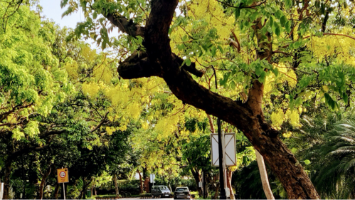 Delhi streets (Courtesy: The Author) Delhi streets (Courtesy: The Author)