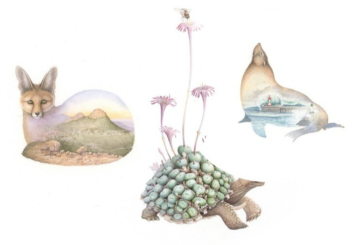Inks and prints on paper by him titled Cape Fox Rocklands Pass; Succulent Tortoise conophytum; and Cape Fur Seal, Kalk Bay Harbour. (Images courtesy Sujay Sanan) Inks and prints on paper by him titled Cape Fox Rocklands Pass; Succulent Tortoise conophytum; and Cape Fur Seal, Kalk Bay Harbour. (Images courtesy Sujay Sanan)