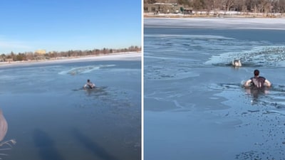 The image shows a man rescuing a drowning dog from a partially frozen lake. (Instagram/@hollymorph) The image shows a man rescuing a drowning dog from a partially frozen lake. (Instagram/@hollymorph)