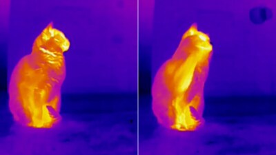 The image of a cat taken using a thermal camera. (Reddit/@snakeproof) The image of a cat taken using a thermal camera. (Reddit/@snakeproof)