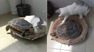 The video shows a cat and a tortoise. (Reddit/@pastebluepaste) The video shows a cat and a tortoise. (Reddit/@pastebluepaste)