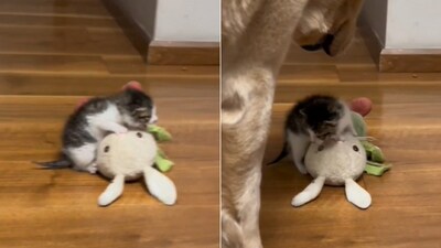 The image shows a dog trying to help a kitten. (Reddit/@ledim35) The image shows a dog trying to help a kitten. (Reddit/@ledim35)