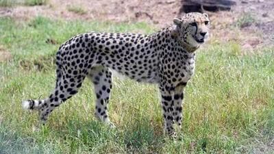 The cheetah tracking team was looking to locate Asha, one of the Namibian cheetahs brought to India on September 17, 2022. (Representative Image) The cheetah tracking team was looking to locate Asha, one of the Namibian cheetahs brought to India on September 17, 2022. (Representative Image)