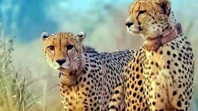 The cheetah tracking team was looking to locate Asha, one of the Namibian cheetahs brought to India.  (File Photo)