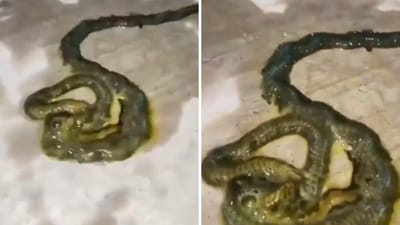 The video shows a worm-like creature. (Screengrab) The video shows a worm-like creature. (Screengrab)