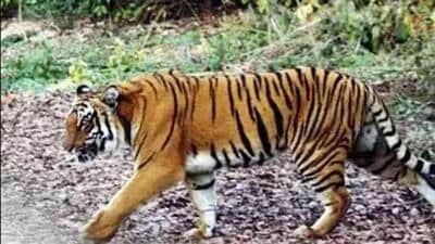 A shepherd spotted the tigress in the forest near Vhyad Khurd village at around 10am on Saturday. (Representative Image) A shepherd spotted the tigress in the forest near Vhyad Khurd village at around 10am on Saturday. (Representative Image)
