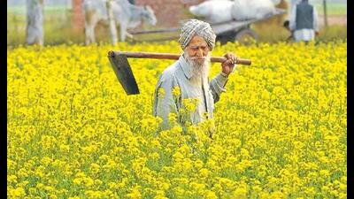 Despite excelling in agriculture, Punjab lacks an agriculture policy. It has industrial policies in place but falls short when it comes to education, health, and employment generation policies Despite excelling in agriculture, Punjab lacks an agriculture policy. It has industrial policies in place but falls short when it comes to education, health, and employment generation policies