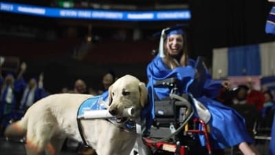 Service dog Justin while receiving diploma at graduation ceremony of owner in New Jersey (Twitter)