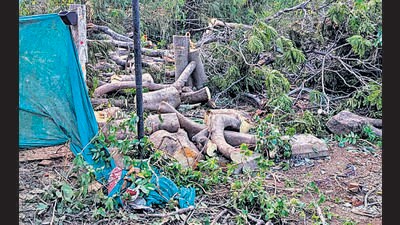 Joint Managing Director of CIDCO Kailash Shinde said, “I am certain that only trees permitted by the tree authority to facilitate the power grid project are being cut. Nevertheless, to address the concerns raised by residents, I have asked the concerned officials to inspect the area.” (HT PHOTO) Joint Managing Director of CIDCO Kailash Shinde said, “I am certain that only trees permitted by the tree authority to facilitate the power grid project are being cut. Nevertheless, to address the concerns raised by residents, I have asked the concerned officials to inspect the area.” (HT PHOTO)