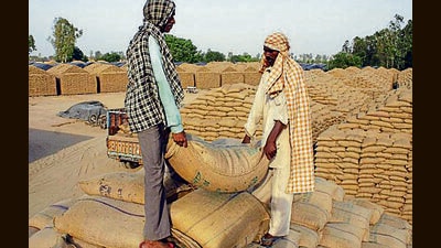 Presently, the open plinths have 5-lakh tonnes freshly harvested wheat stored, in Mansa and Bathinda districts only. (HT File Photo) Presently, the open plinths have 5-lakh tonnes freshly harvested wheat stored, in Mansa and Bathinda districts only. (HT File Photo)