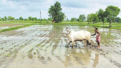The increase in irrigation cover, especially in dryland agricultural zones of states, such as Telangana and Andhra Pradesh, will help mitigate the increasing impacts of drier summers and patchy monsoons that are partly linked to the climate crisis, analysts say. (File photo for representation) The increase in irrigation cover, especially in dryland agricultural zones of states, such as Telangana and Andhra Pradesh, will help mitigate the increasing impacts of drier summers and patchy monsoons that are partly linked to the climate crisis, analysts say. (File photo for representation)