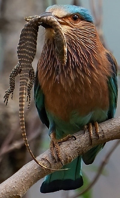 The female Indian roller with the kill of a juvenile Indian Monitor lizard in the Thapli jungles. (HT) The female Indian roller with the kill of a juvenile Indian Monitor lizard in the Thapli jungles. (HT)