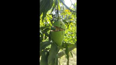 Affected mango farmers have urged government to provide compensation. (HT Photo)