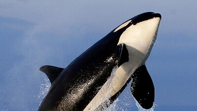 The unusual behaviour observed in orcas could also be attributed to playfulness or what researchers refer to as a “fad". (AP Photo/Elaine Thompson, File) (AP)