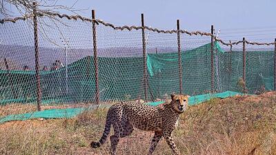 Three of the 20 adult cheetahs translocated from South Africa and Namibia have died at the KNP (PTI) Three of the 20 adult cheetahs translocated from South Africa and Namibia have died at the KNP (PTI)